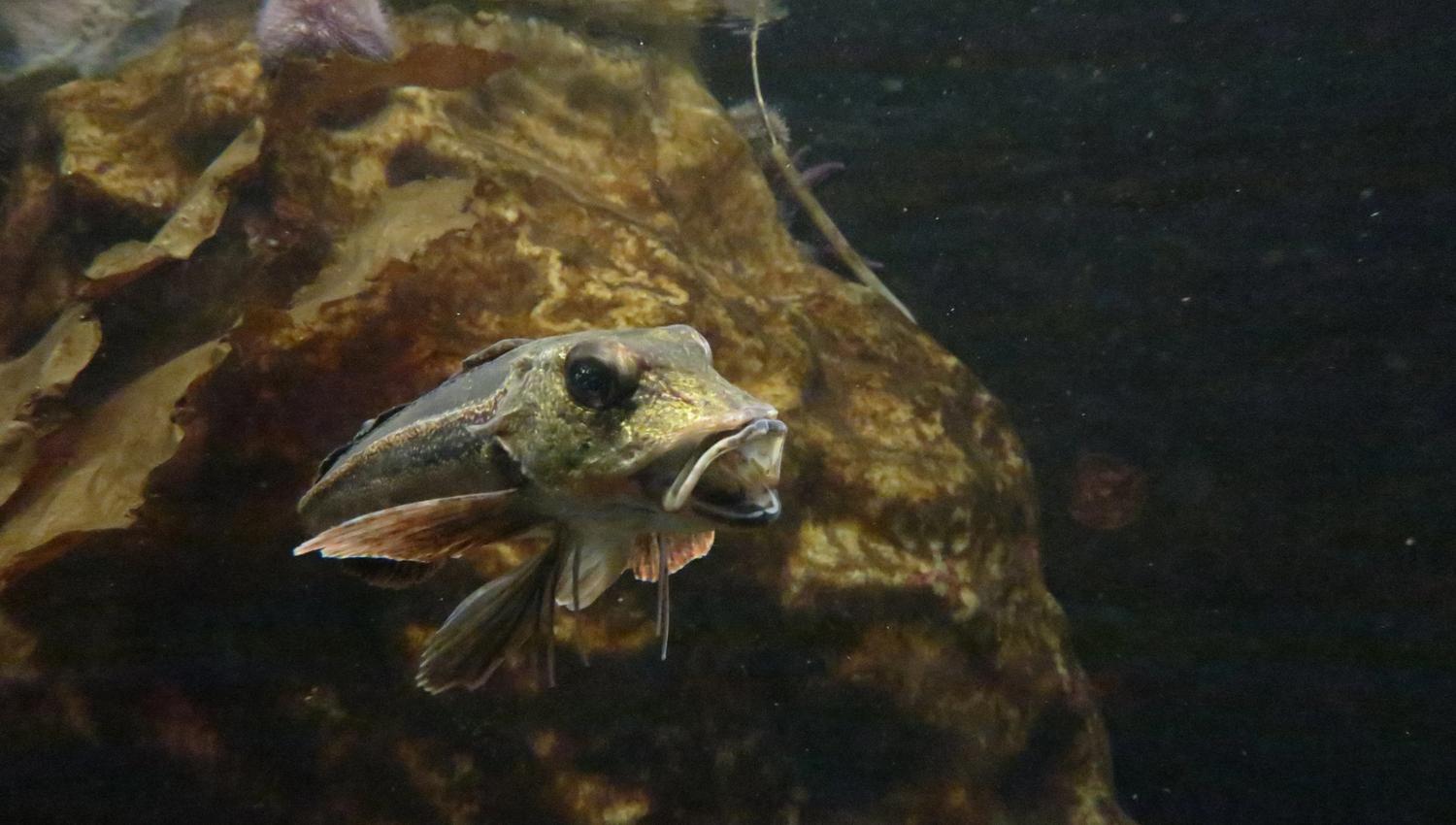 liten fisk