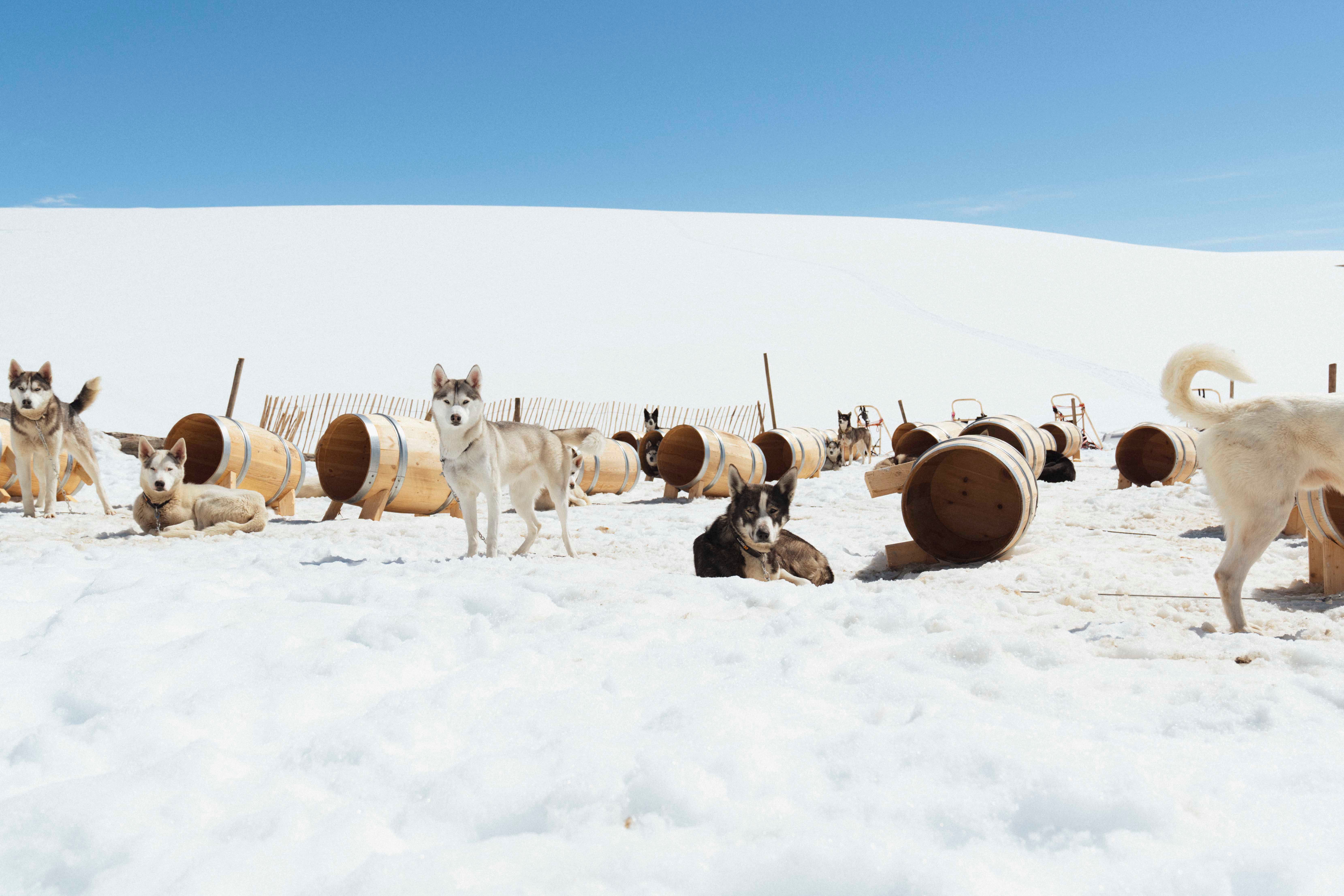Huskyer står og hviler i snøen ved siden av sine hundehus på Folgefonna husky camp, med folgefonna i bakgrunnen.