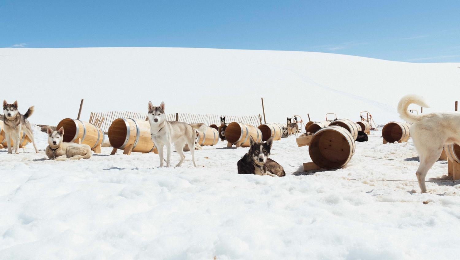 Huskyer står og hviler i snøen ved siden av sine hundehus på Folgefonna husky camp, med folgefonna i bakgrunnen.