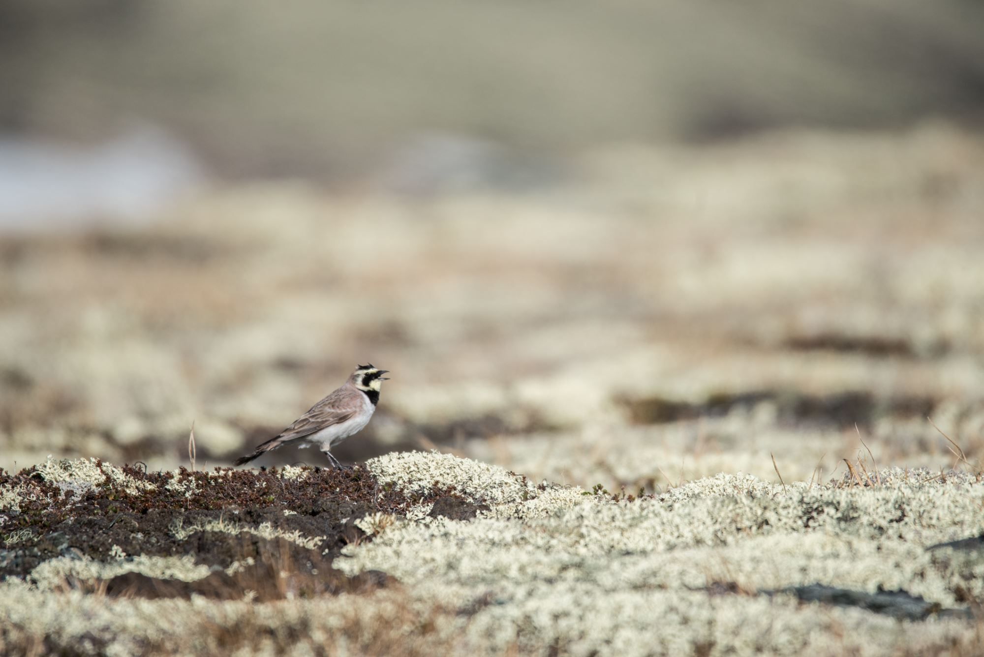 Bird watching with guide