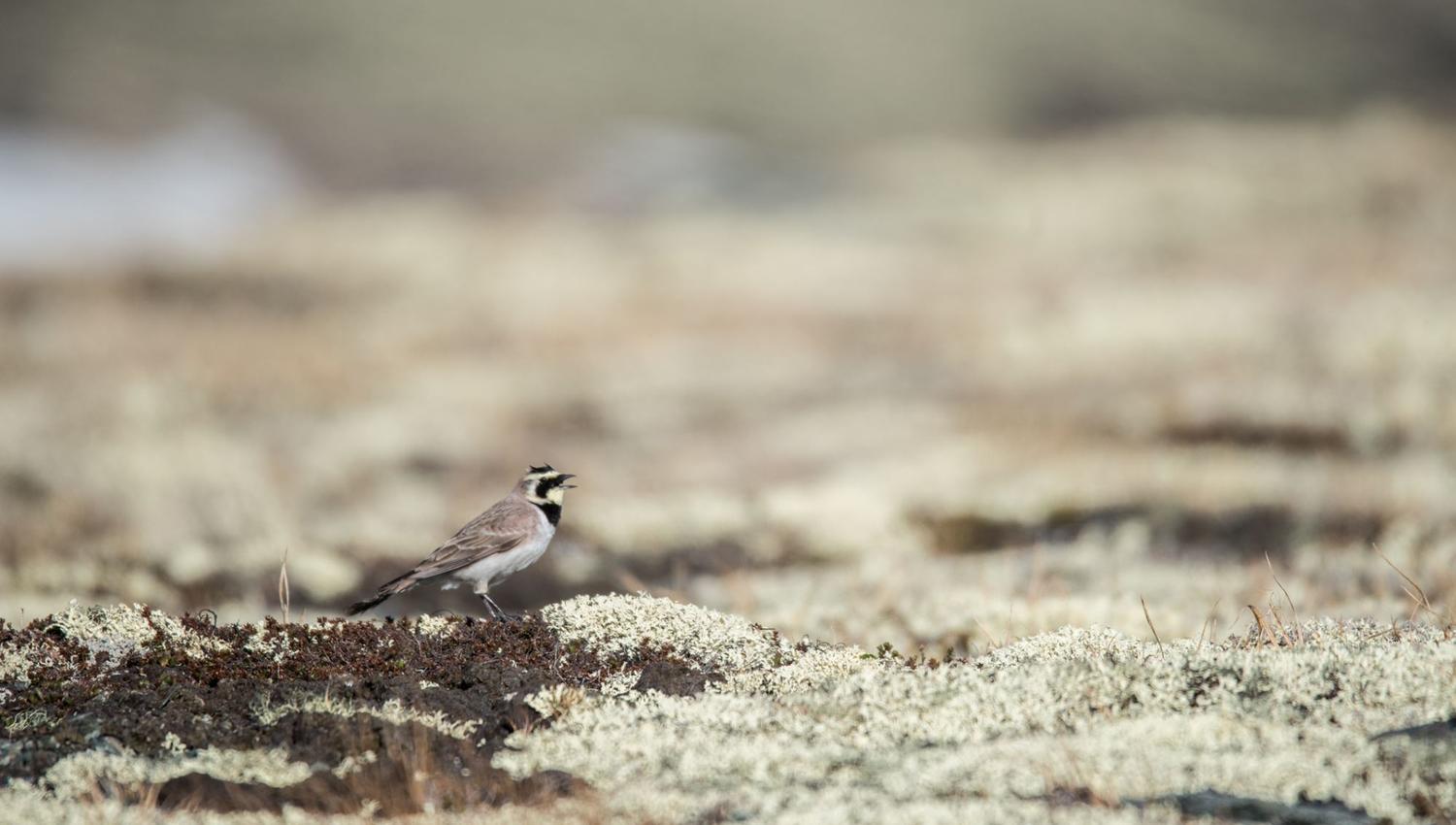 Bird watching with guide
