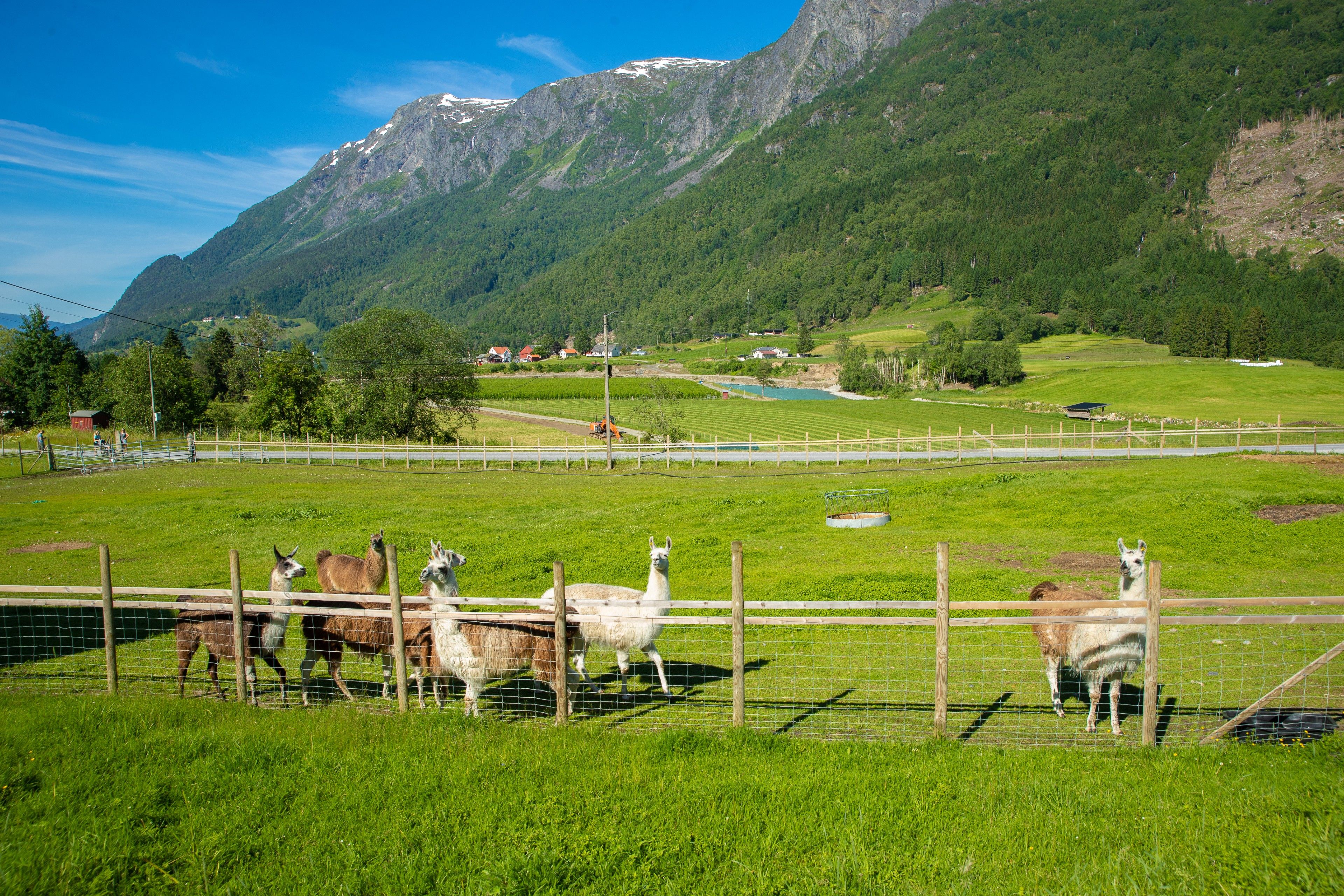 Skjolden Llamas