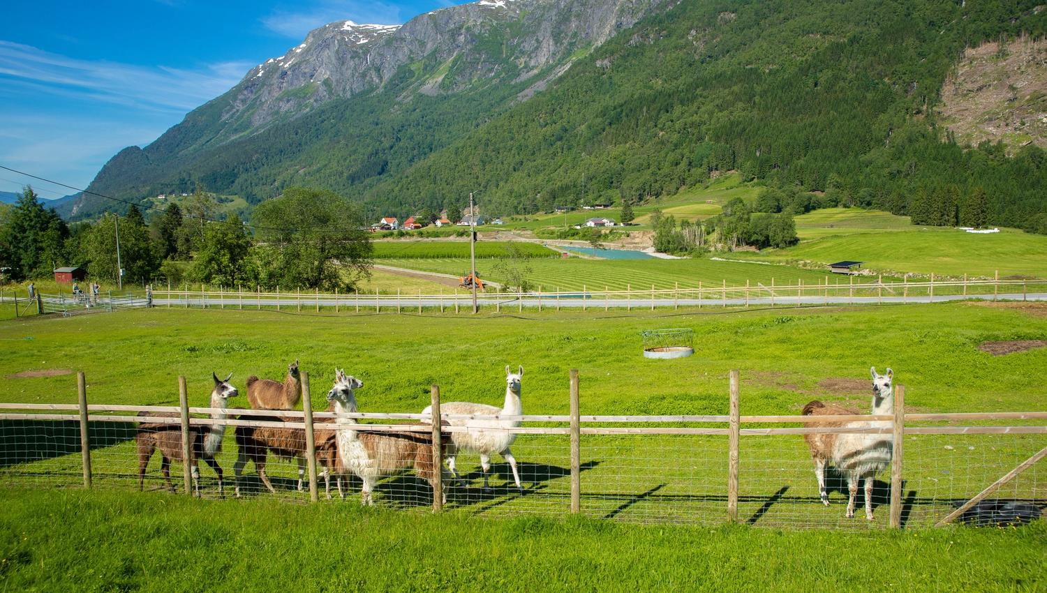 Skjolden Llamas