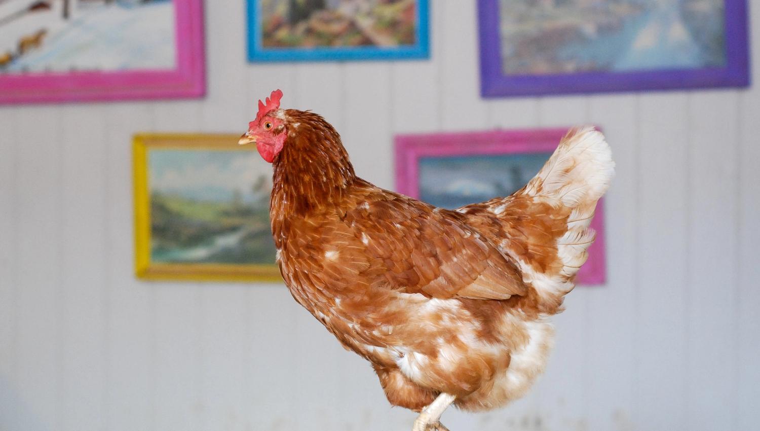 A brown hen