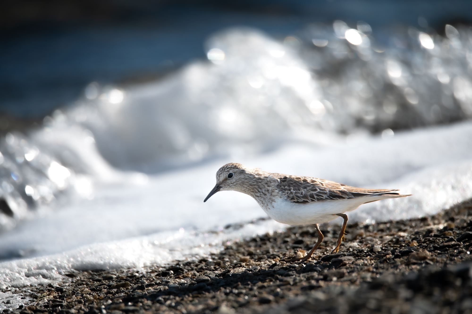 Bird watching with guide