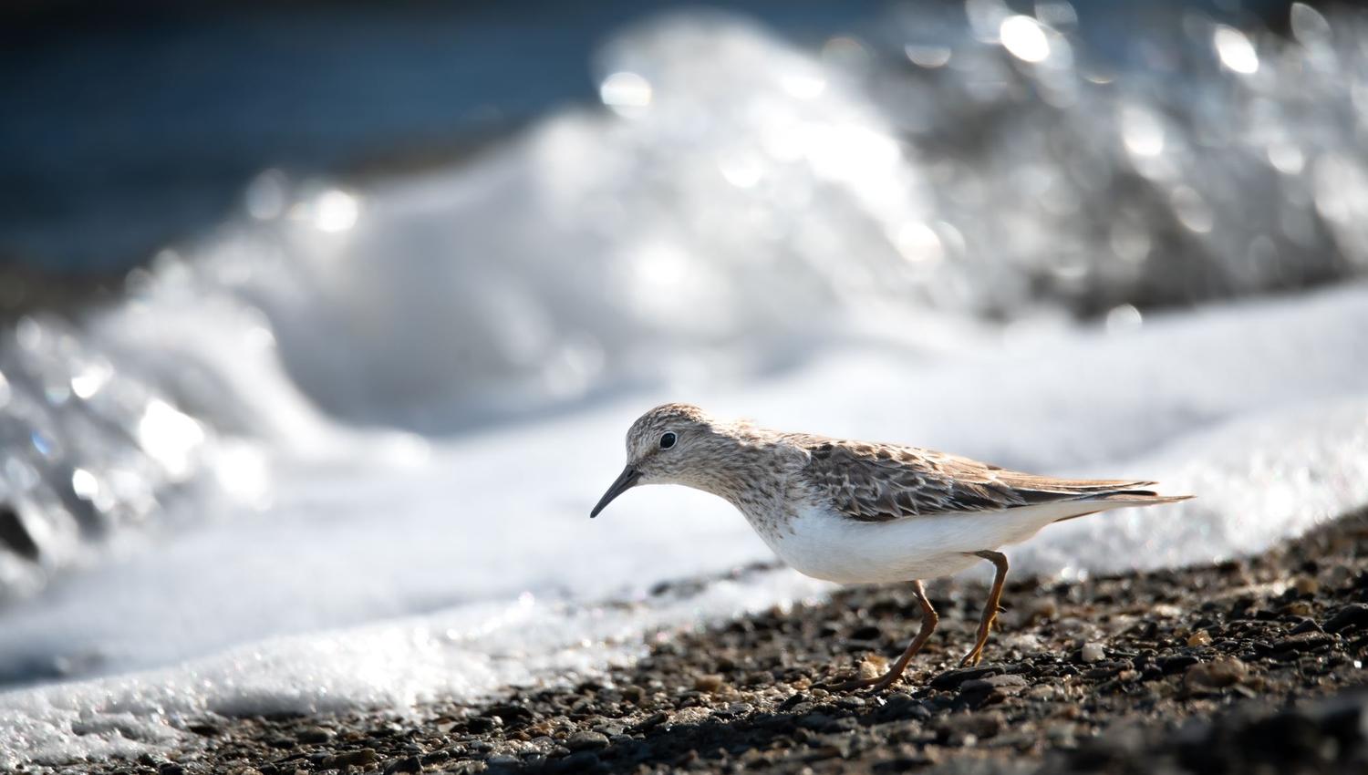 Bird watching with guide