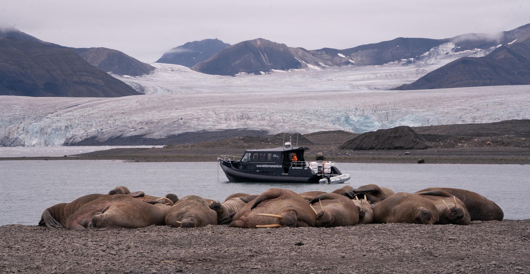 A walrus colony in the foreground with a boat floating in a bay and mountains in between a glacier in the background