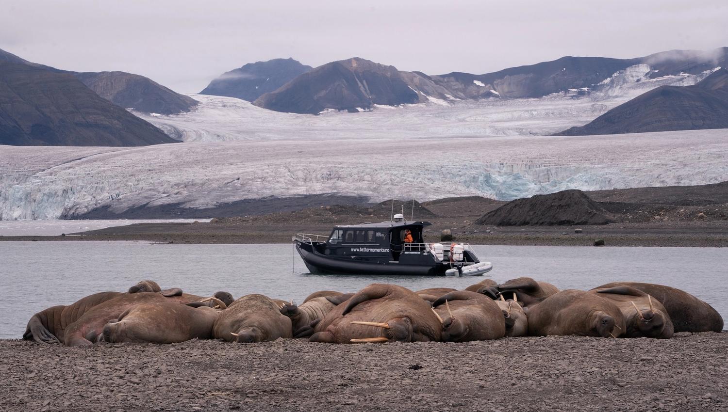 A walrus colony in the foreground with a boat floating in a bay and mountains in between a glacier in the background