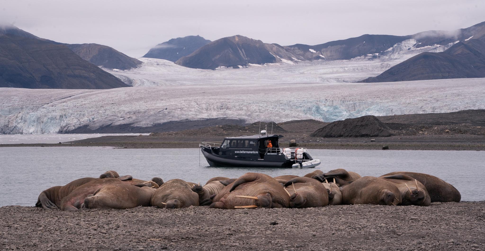 A walrus colony in the foreground with a boat floating in a bay and mountains in between a glacier in the background