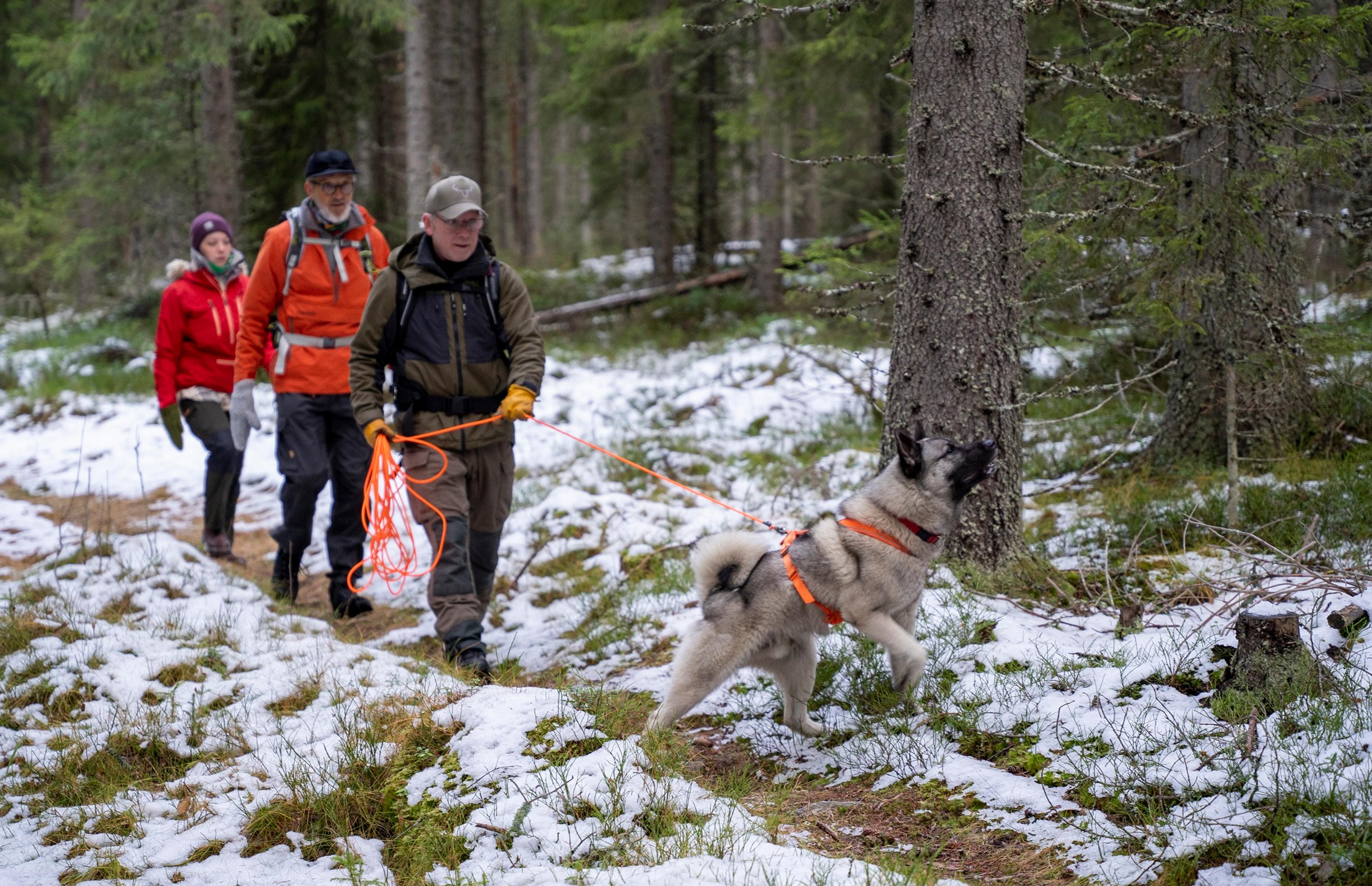 Elgsafari til fots i Finnskogen