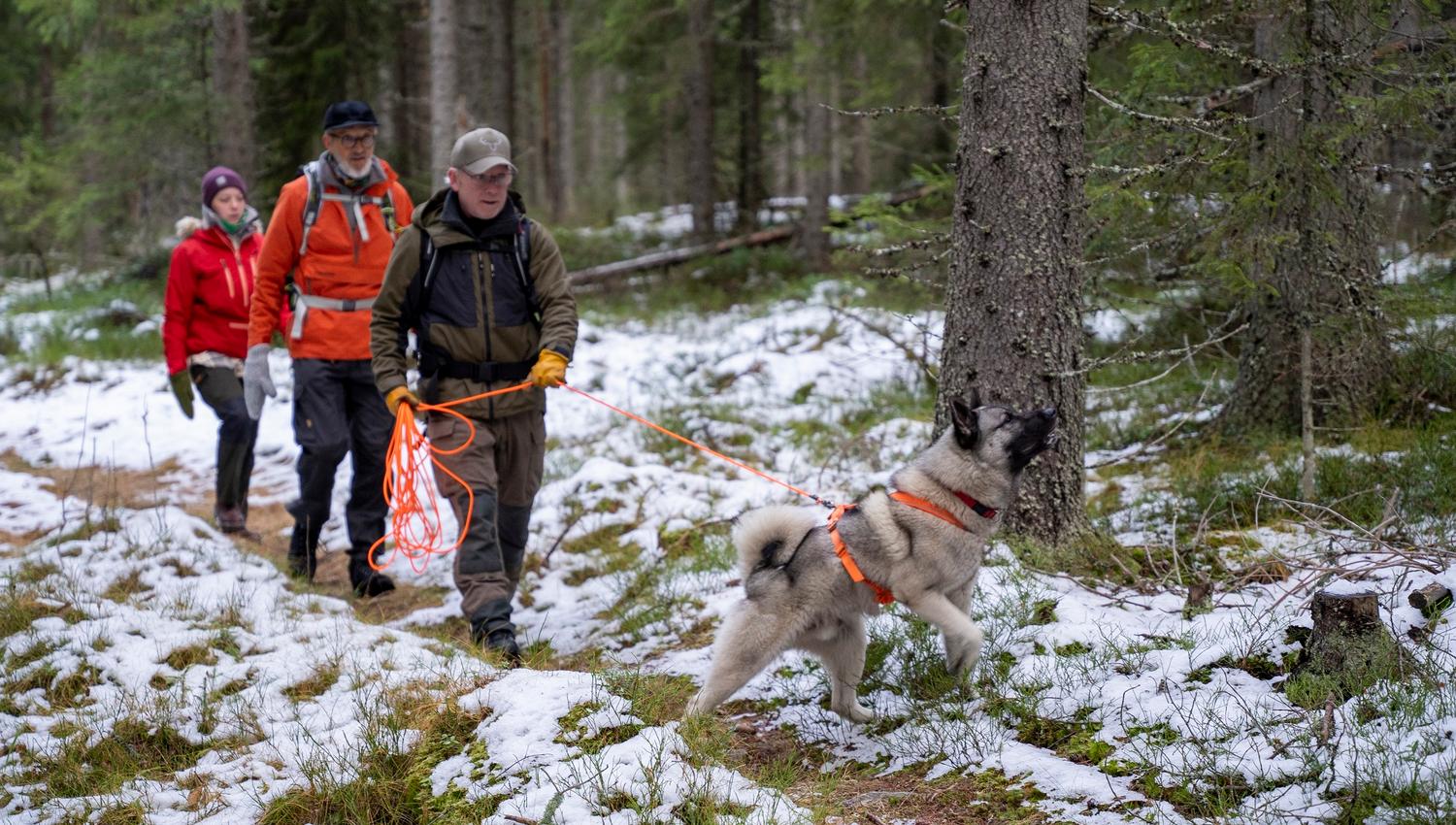 Elgsafari til fots i Finnskogen