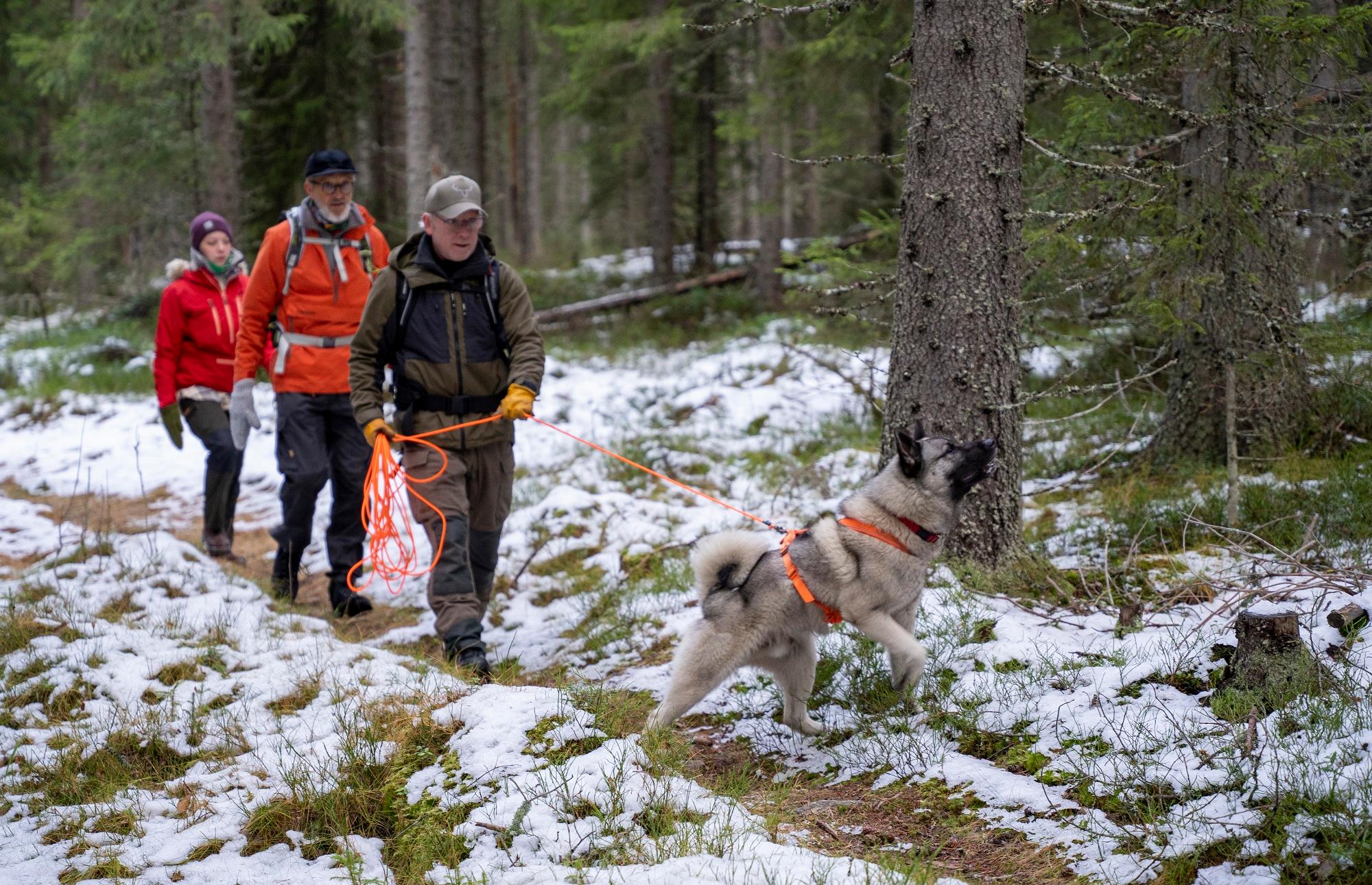 Elgsafari til fots i Finnskogen
