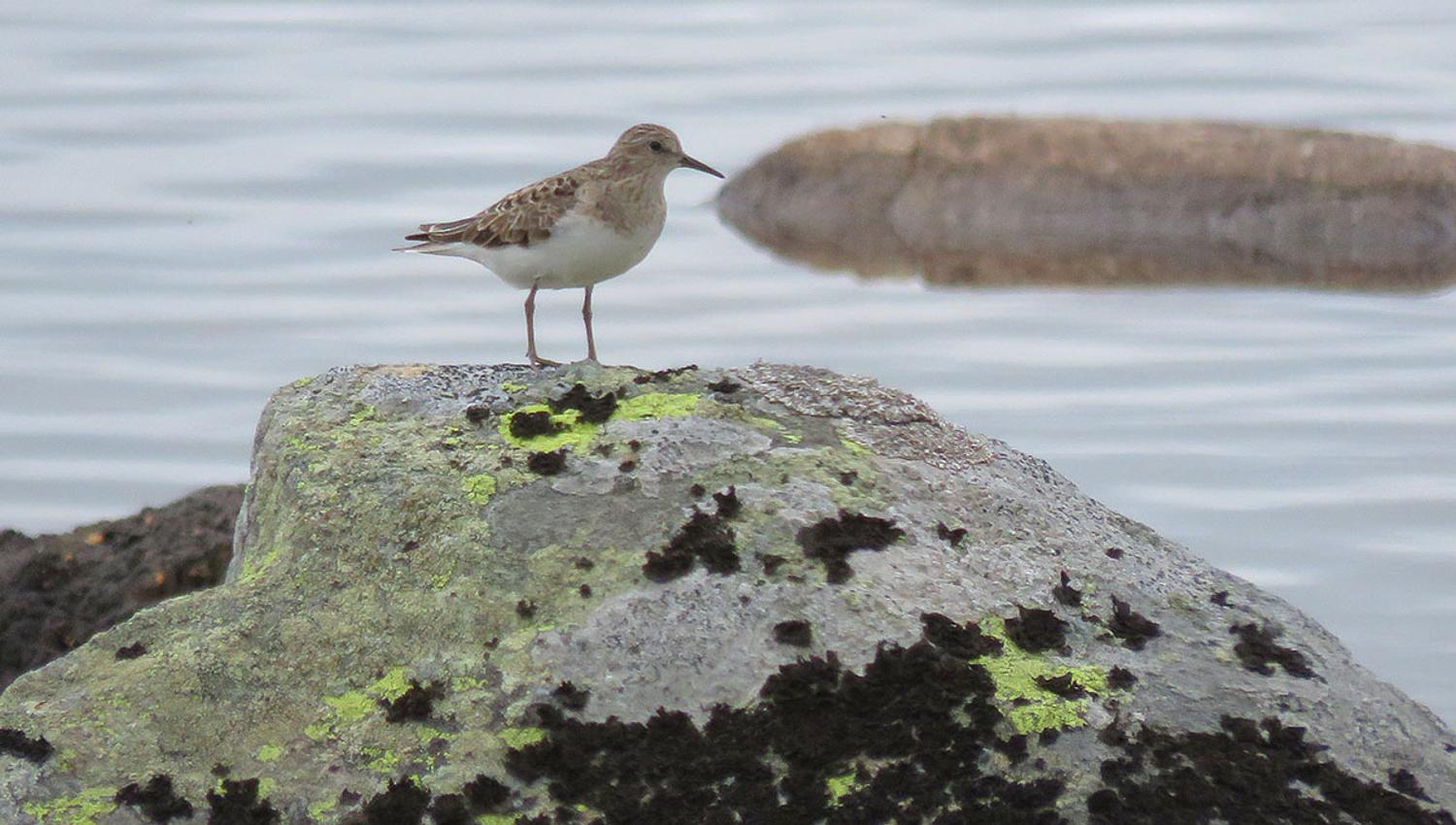 web_temmincksnipe2