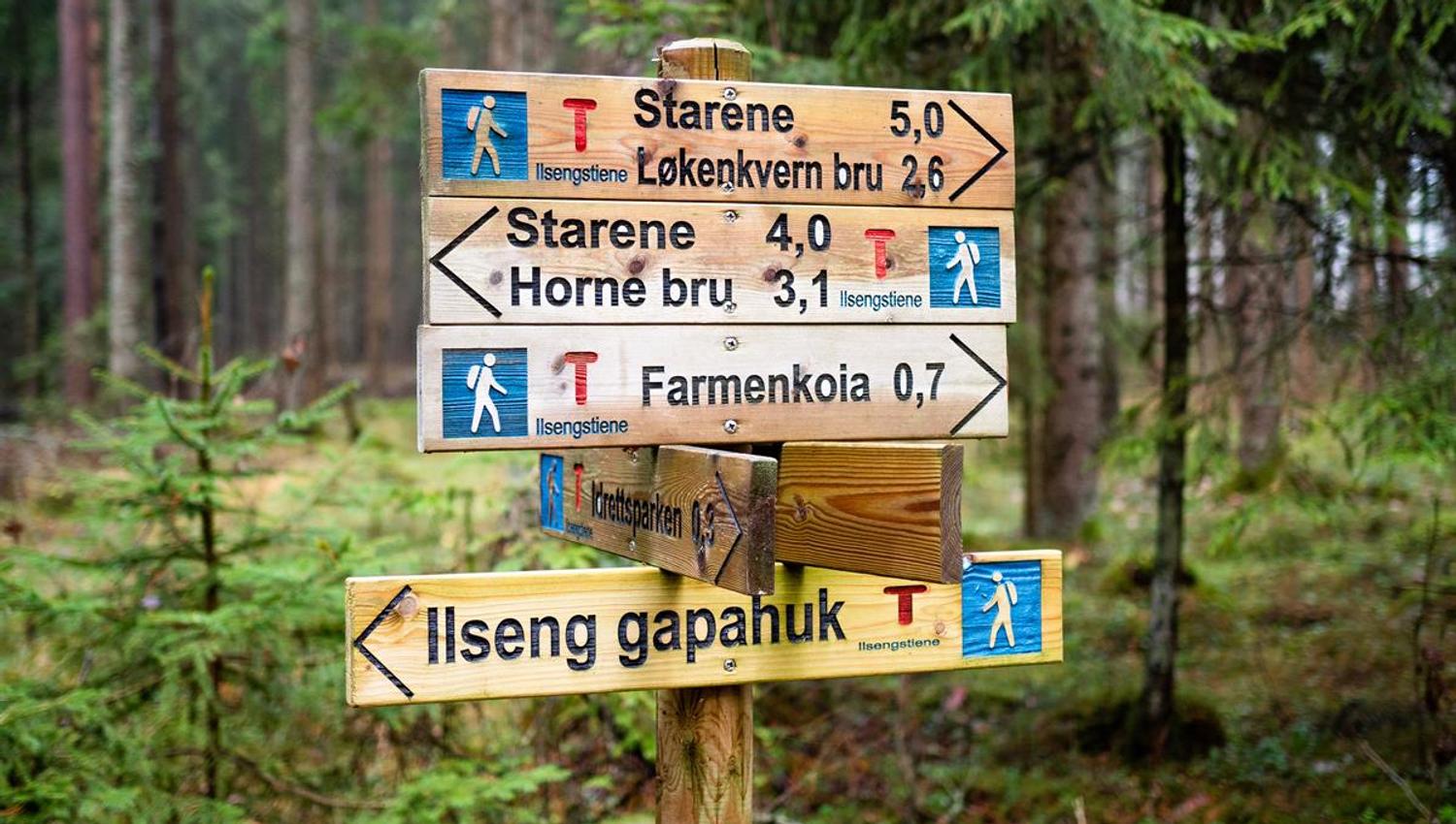 Ilsengstiene