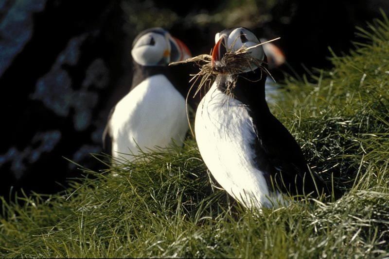 Puffin safari 1.jpg