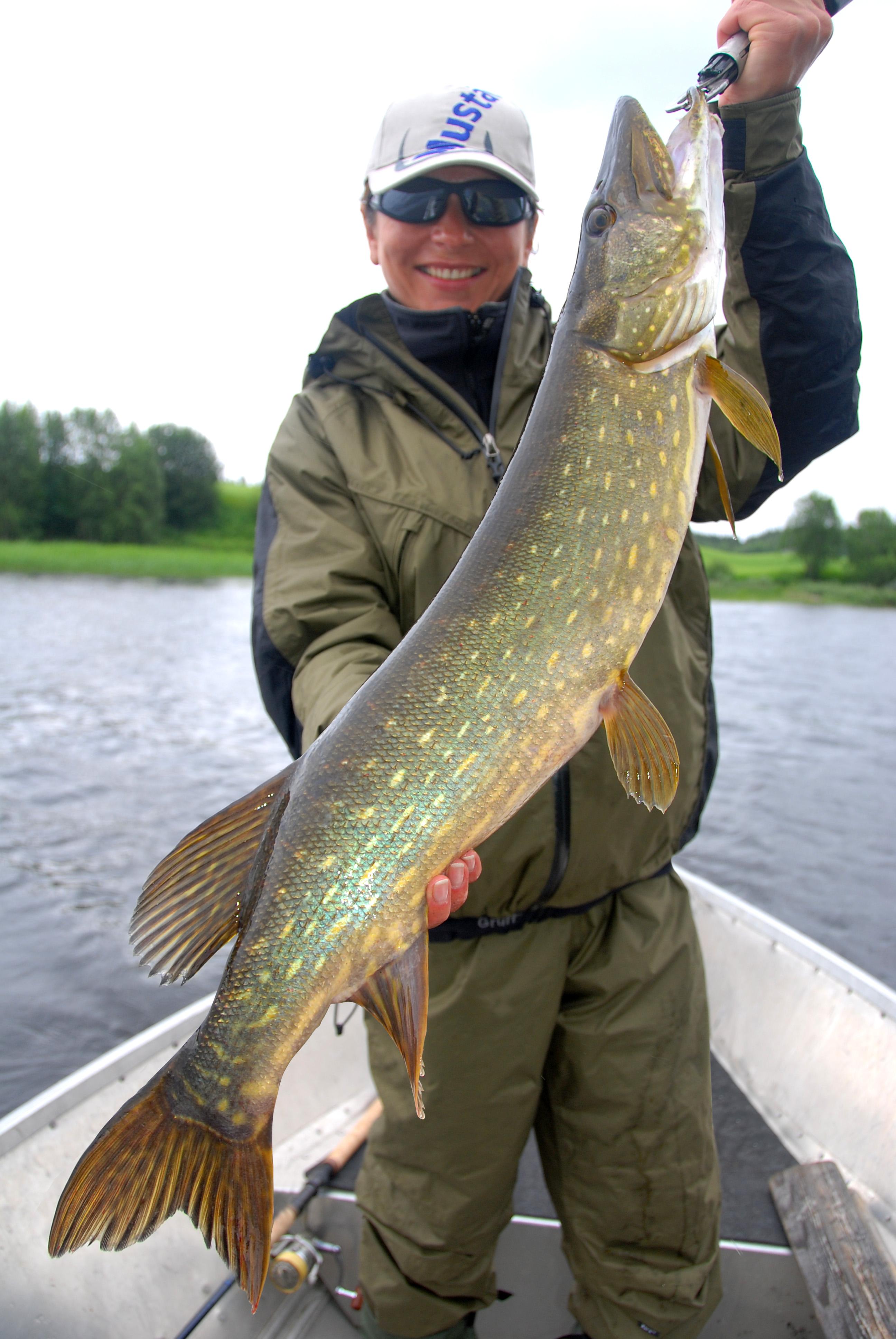 Gjeddefiske på Einafjorden