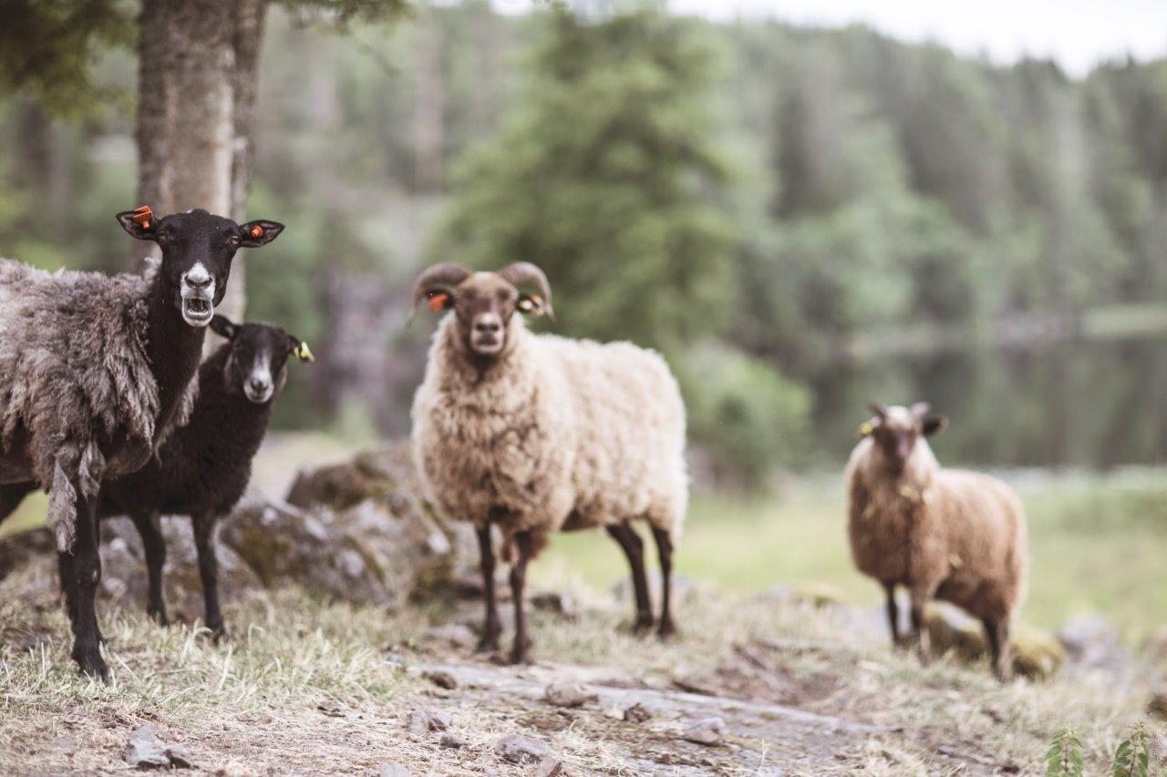 four sheep