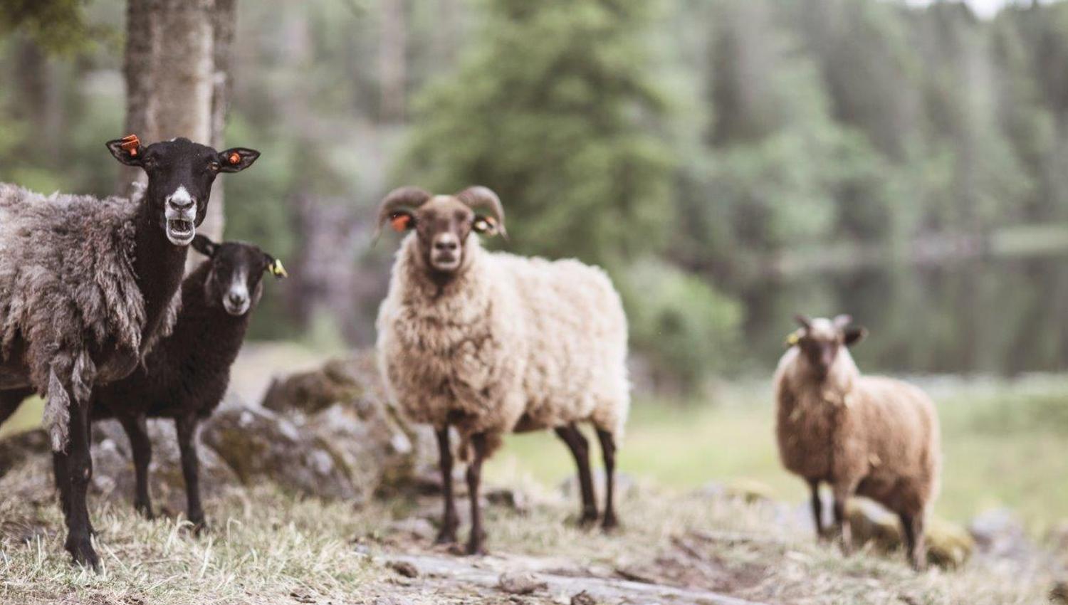 four sheep