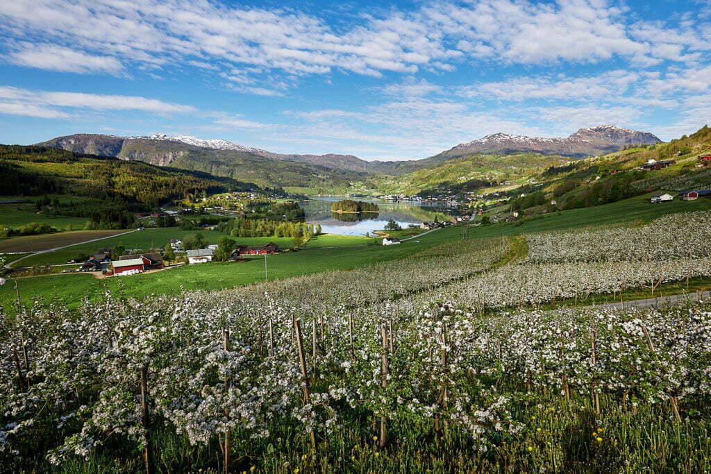 Panoramautsikt over blomstrande frukthagar og fjordlandskapet i Ulvik.