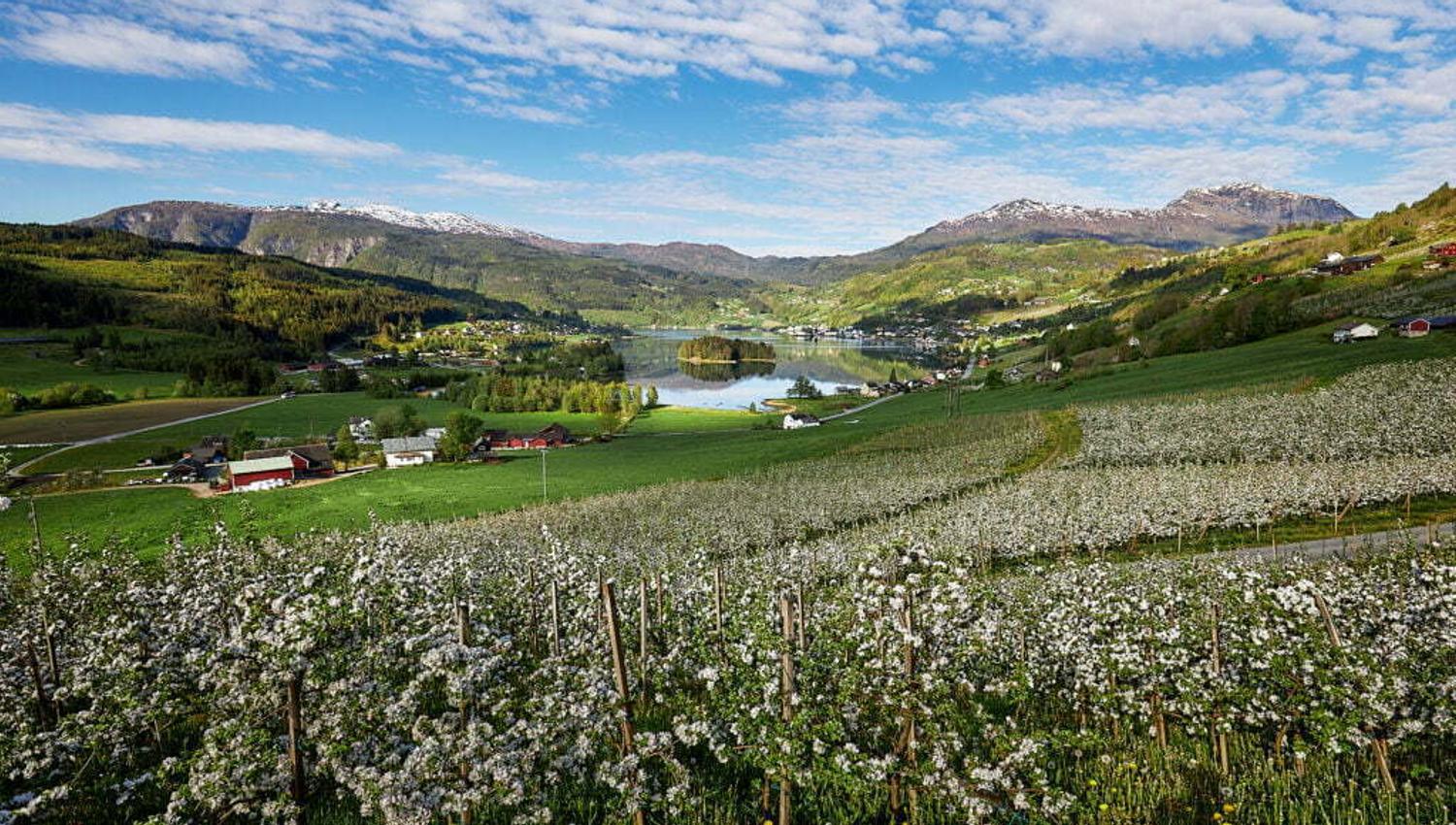 Panoramautsikt over blomstrande frukthagar og fjordlandskapet i Ulvik.