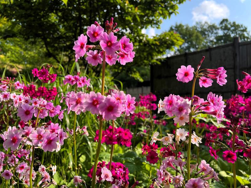 Japanhagen Japannøkleblom