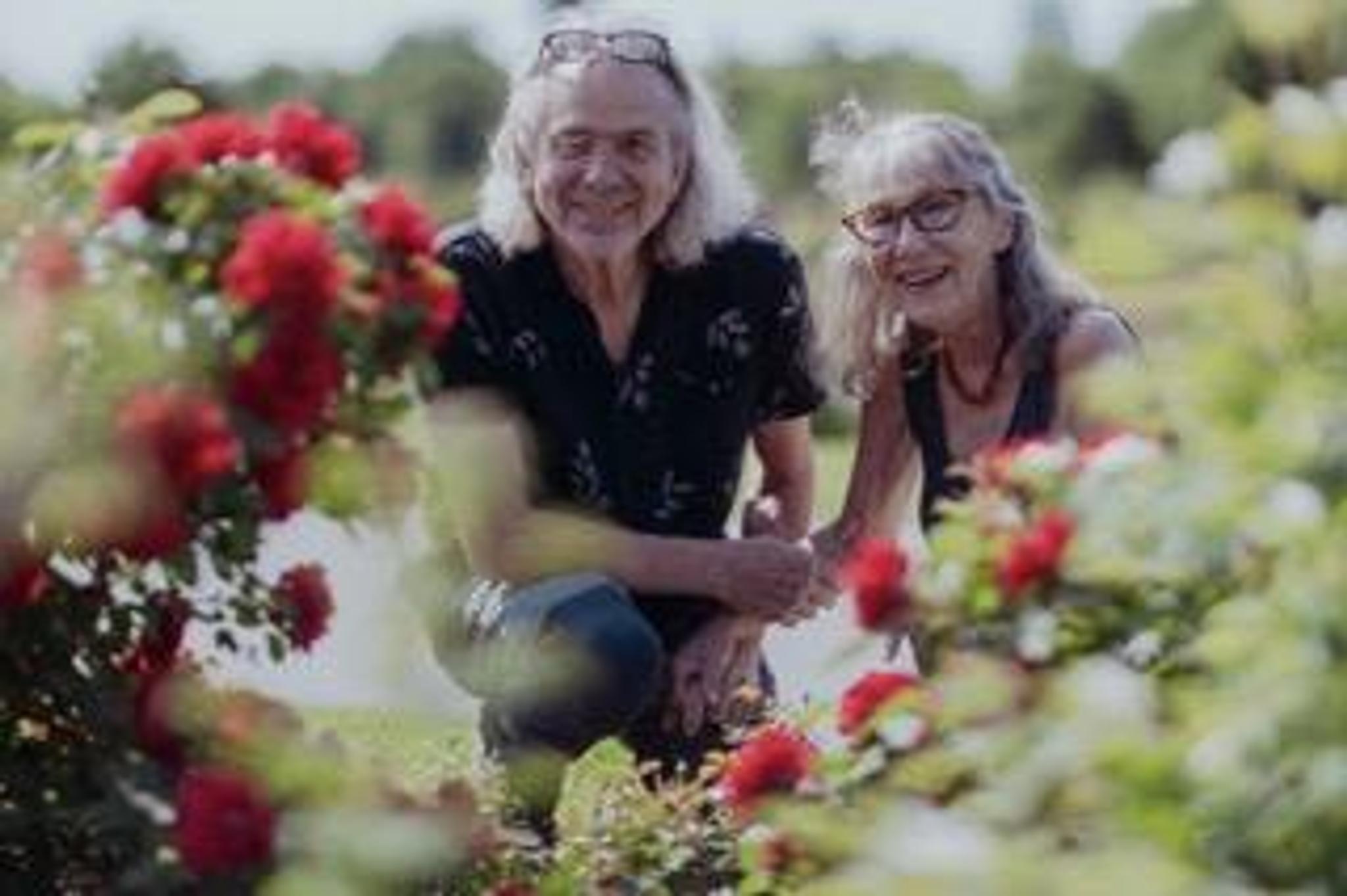 et eldre ektepar som ser på røde blomster