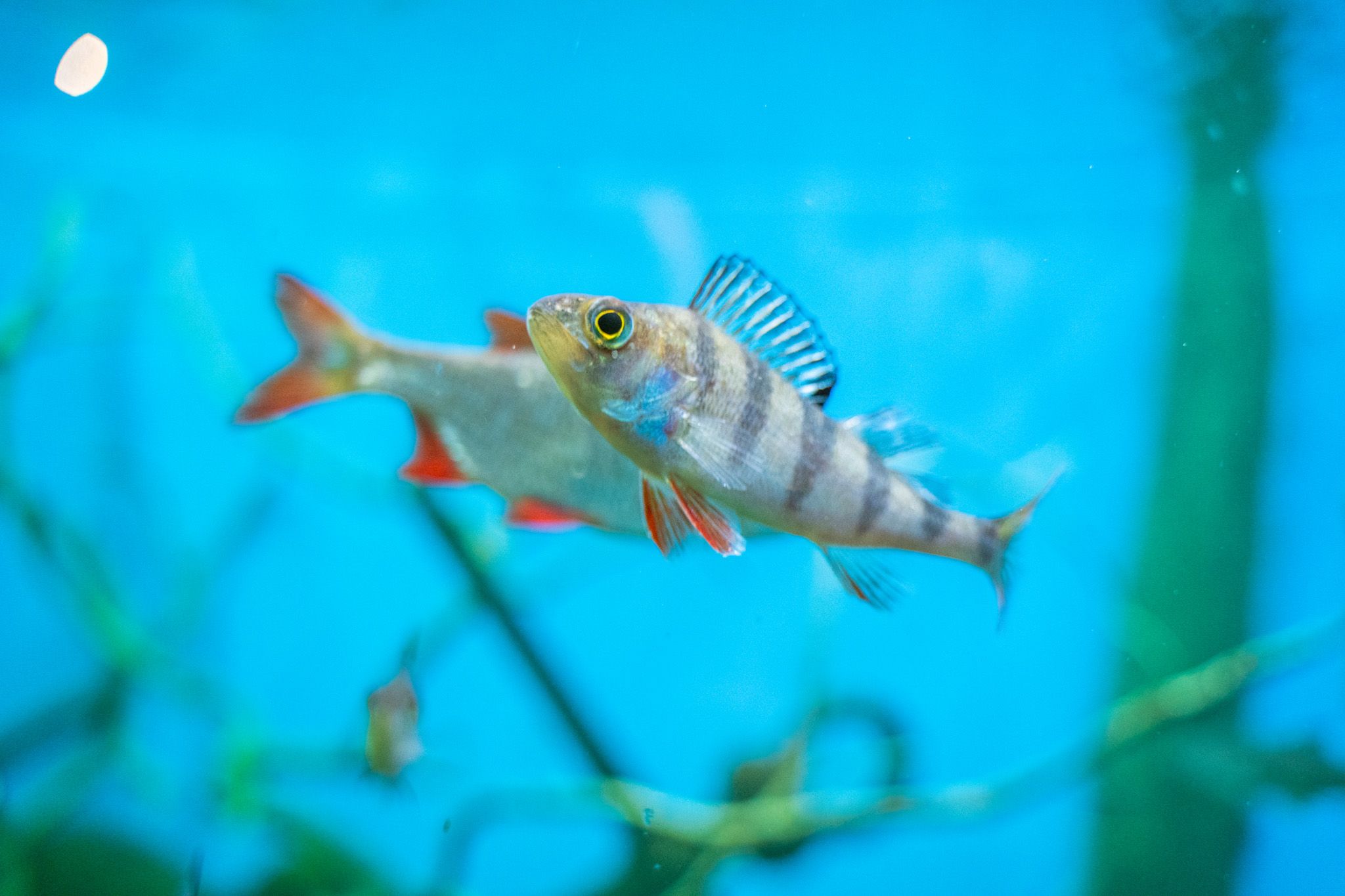 Bildet viser to fisker som svømmer i et akvarium med blått vann. Den nærmeste fisken har striper på kroppen og rødlige finner. I bakgrunnen sees planter under vann.