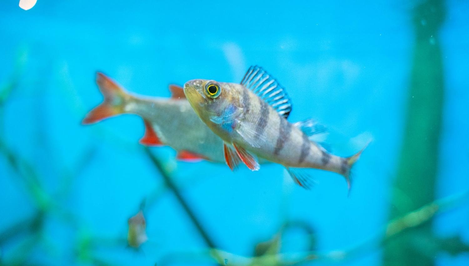 Bildet viser to fisker som svømmer i et akvarium med blått vann. Den nærmeste fisken har striper på kroppen og rødlige finner. I bakgrunnen sees planter under vann.