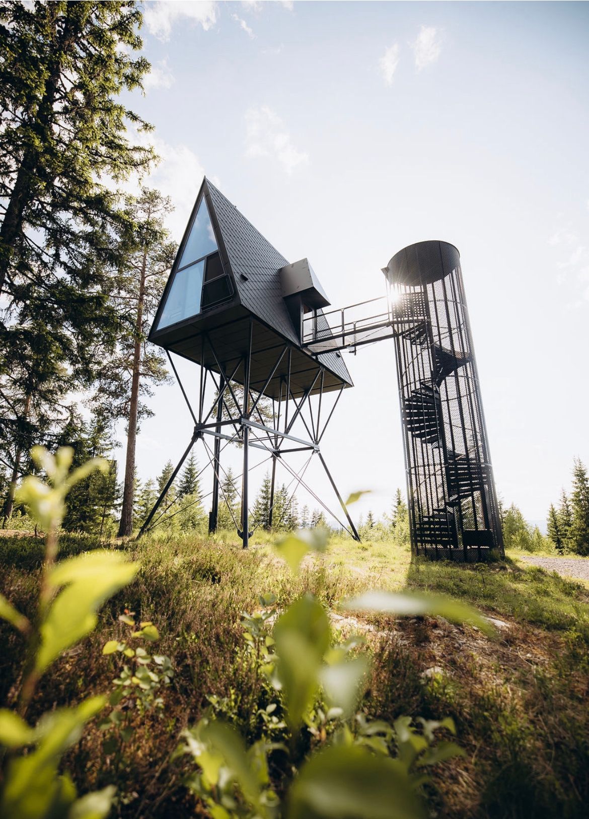 PAN Tretopphytter sommer