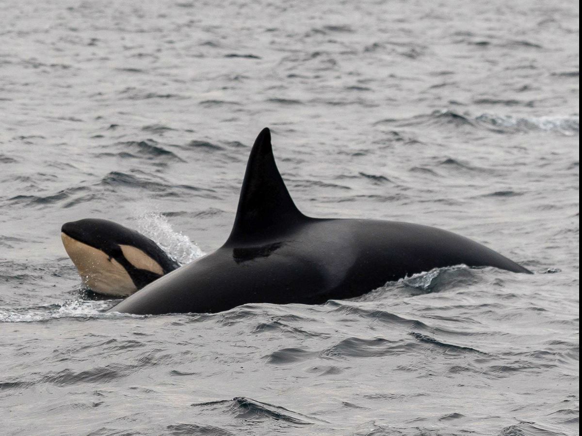 Orcas outside of Skjervøy north of Tromsø