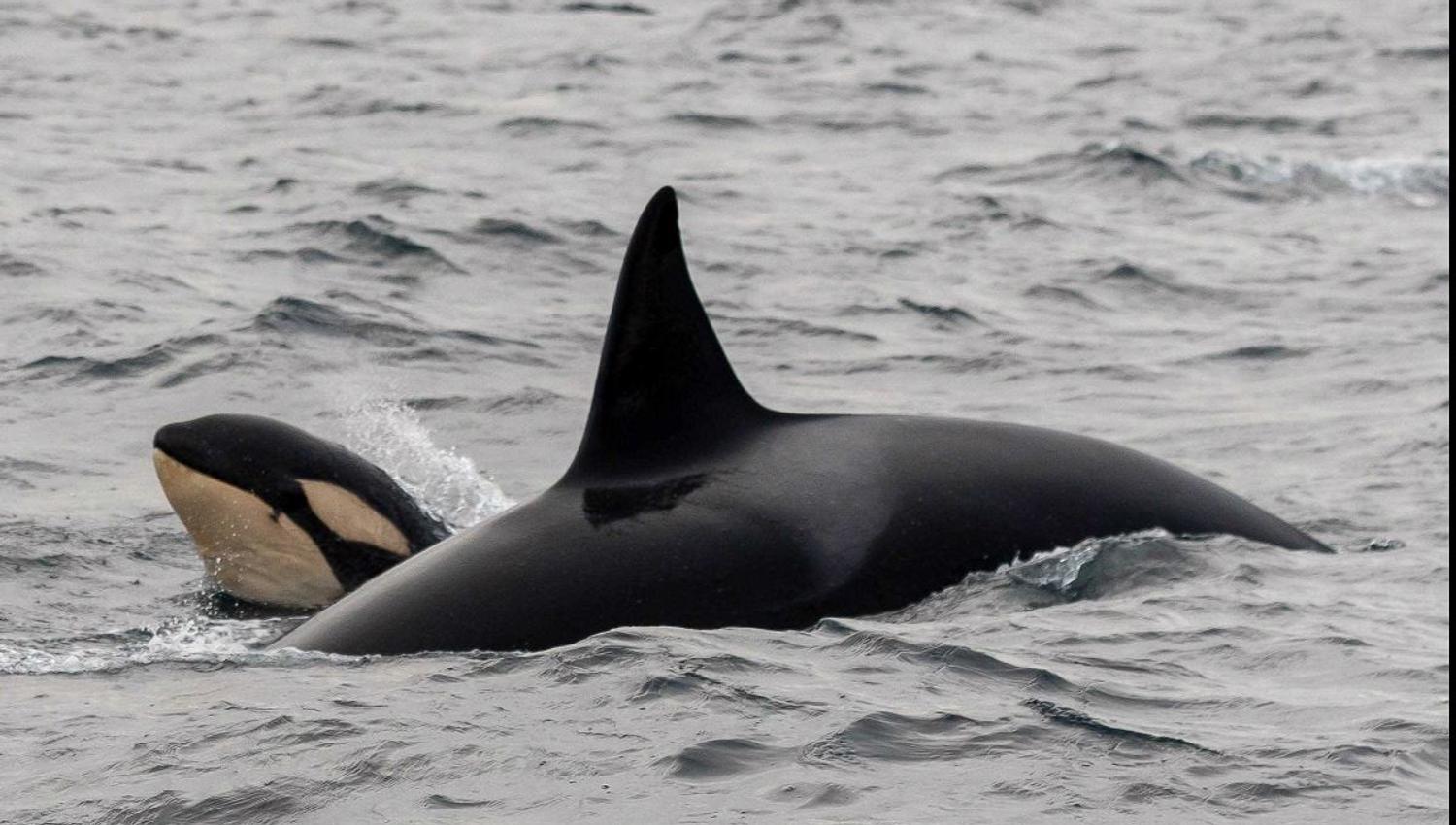 Orcas outside of Skjervøy north of Tromsø