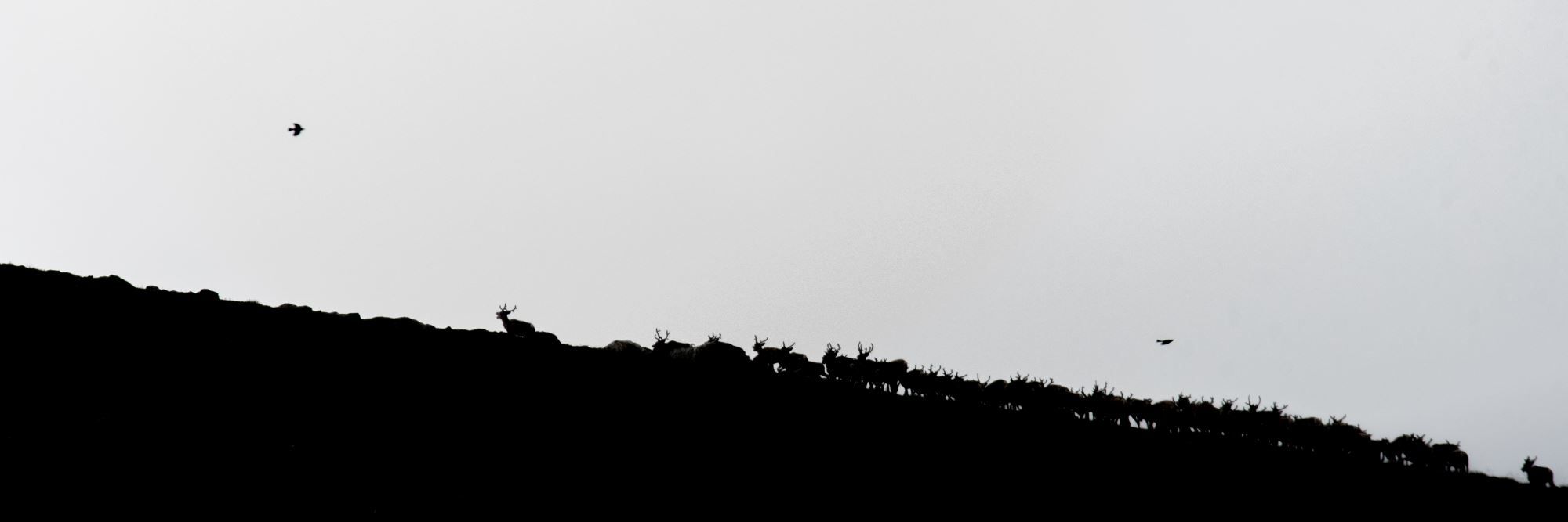 Moskussafari m/personlig guide, 2 dager