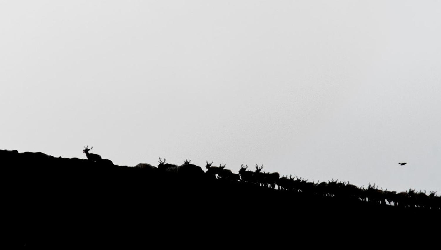 Moskussafari m/personlig guide, 2 dager