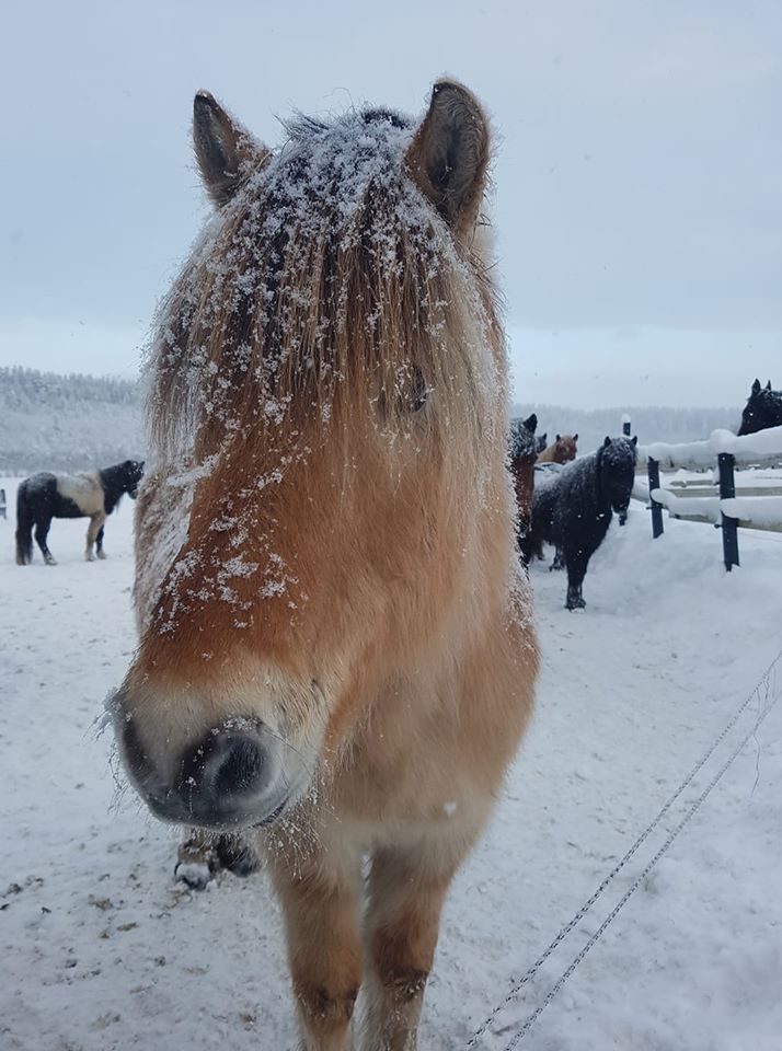 Hest i vintervær, Jørum Gård