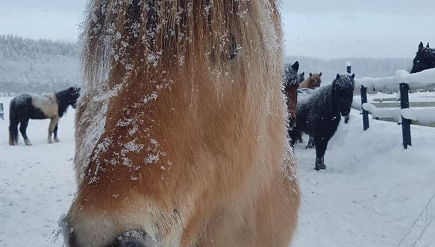 Hest i vintervær, Jørum Gård
