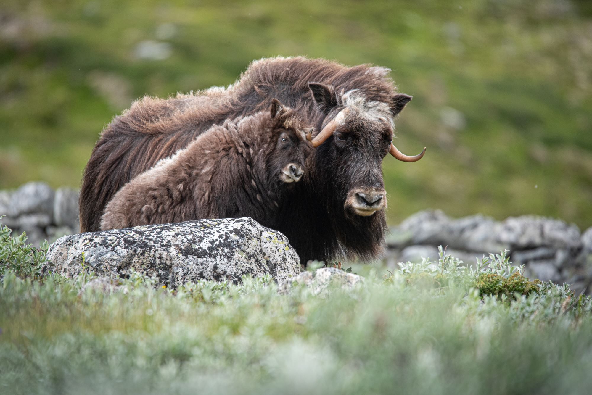 Moskussafari