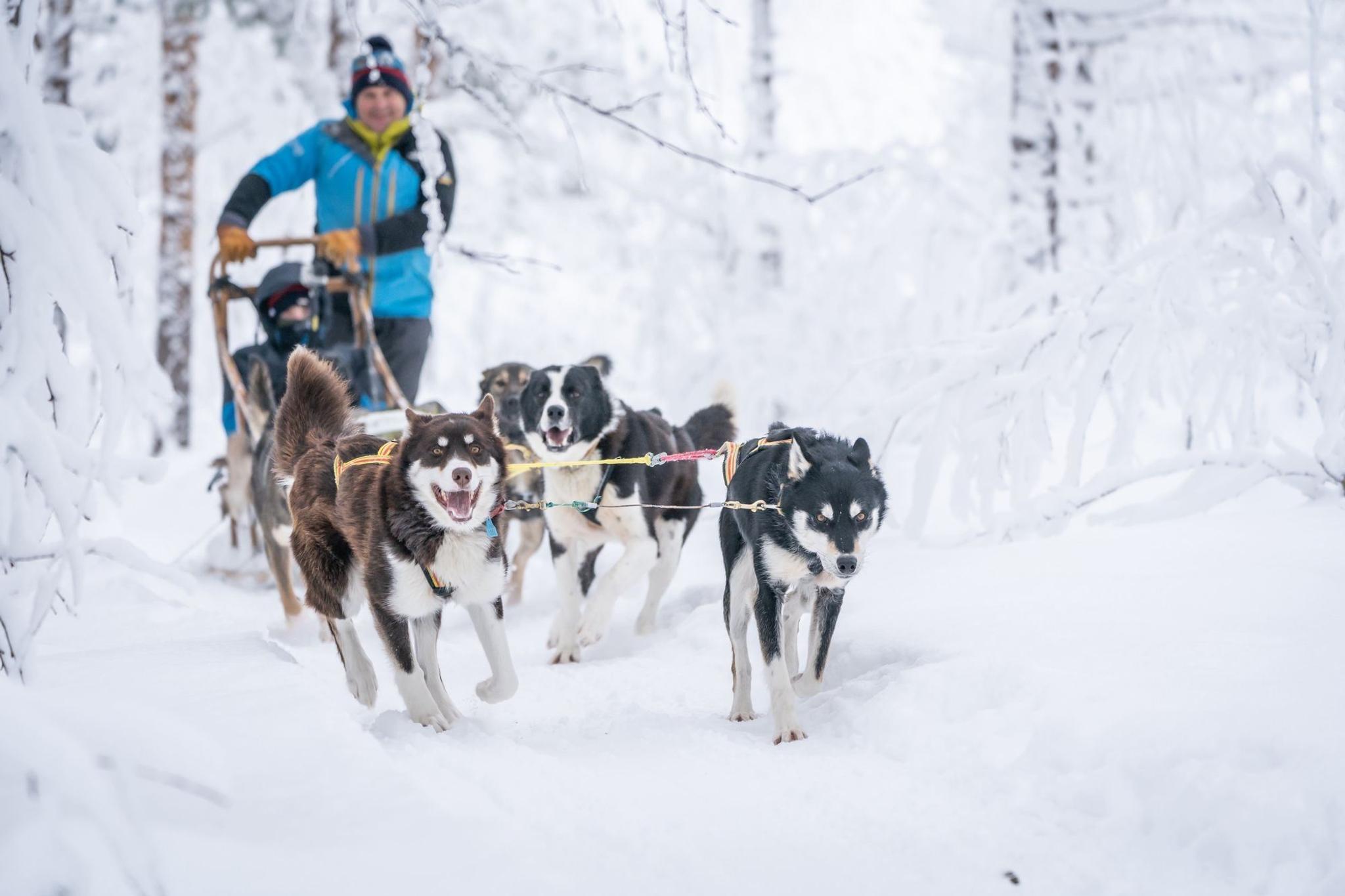 Drive Your Own Dog Team with OffTrack Experience (Winter Day Tour)