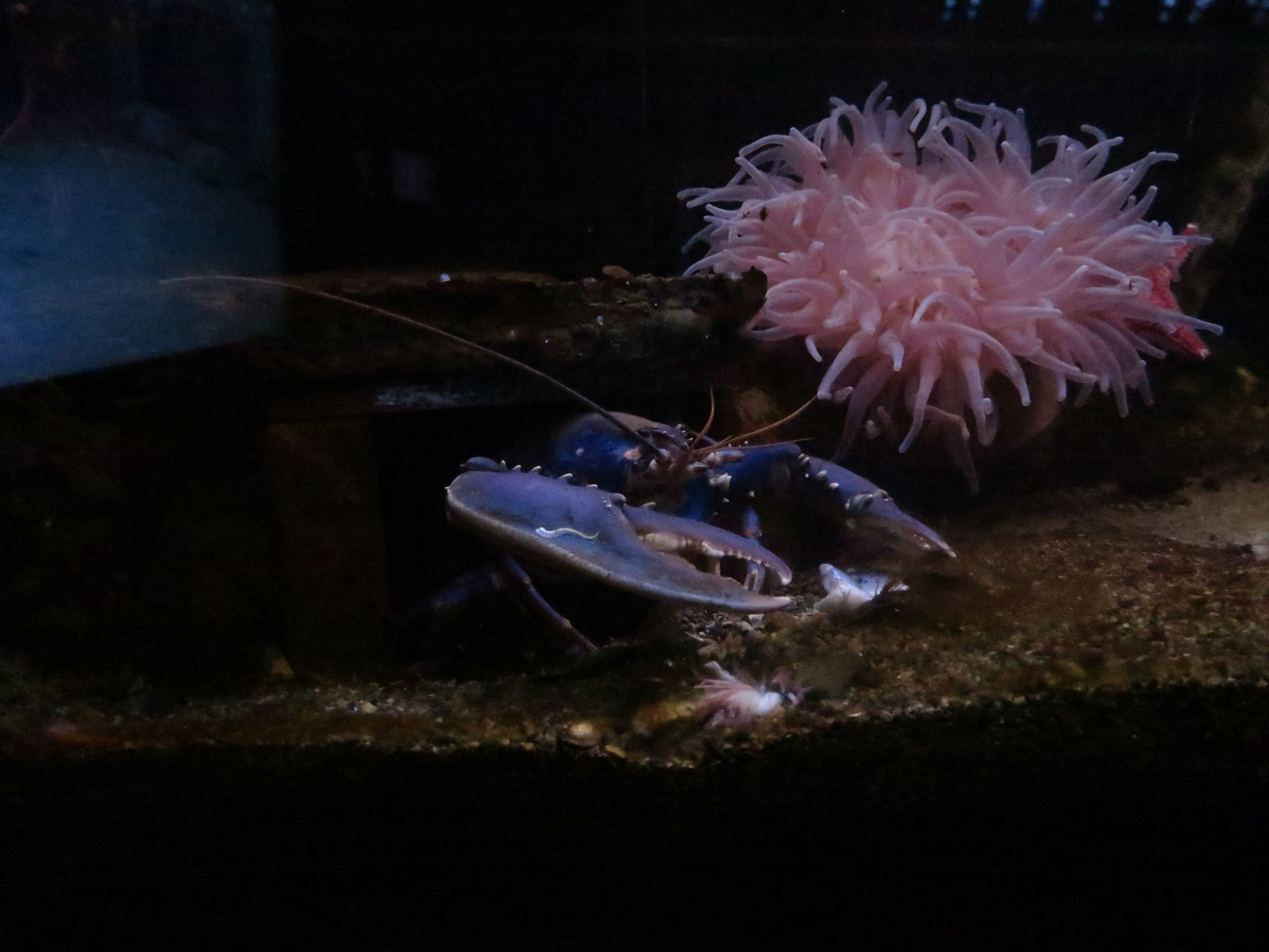 hummer og rosa vekst