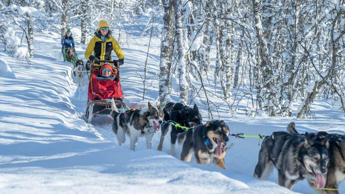 Guests on a sled being pulled huskies