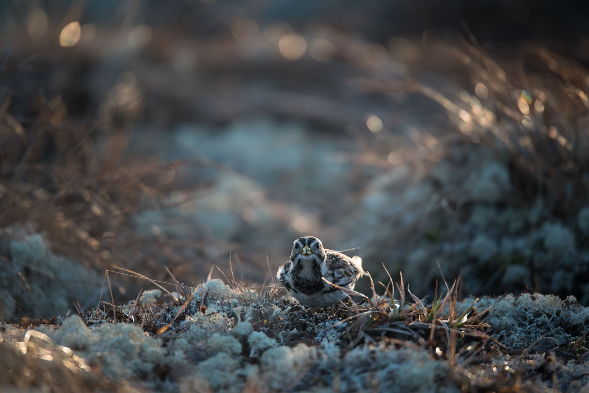 Bird watching with guide