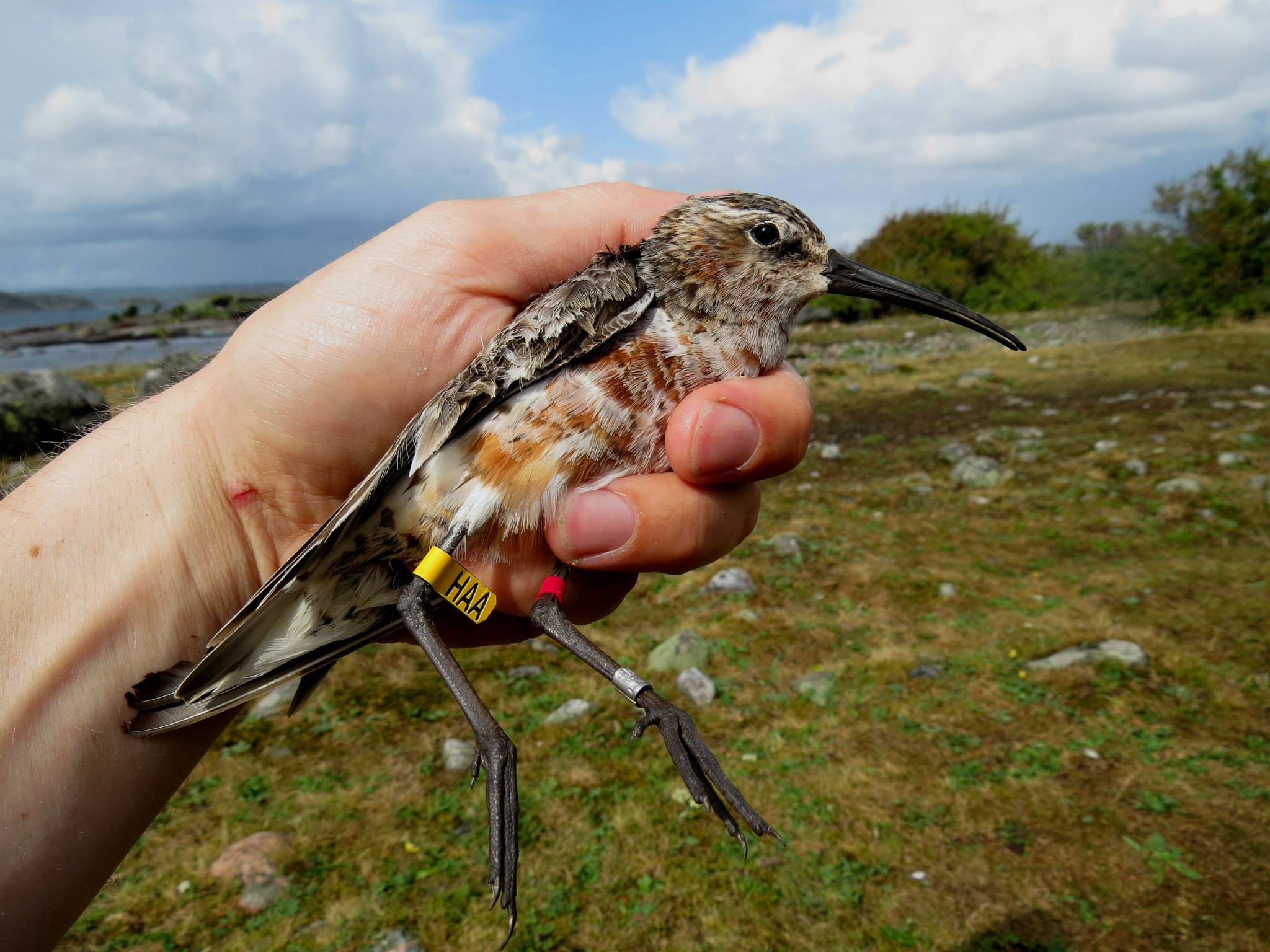 Jomfruland fuglestasjon Tundrasnipe