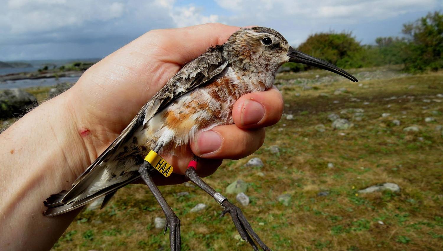 Jomfruland fuglestasjon Tundrasnipe