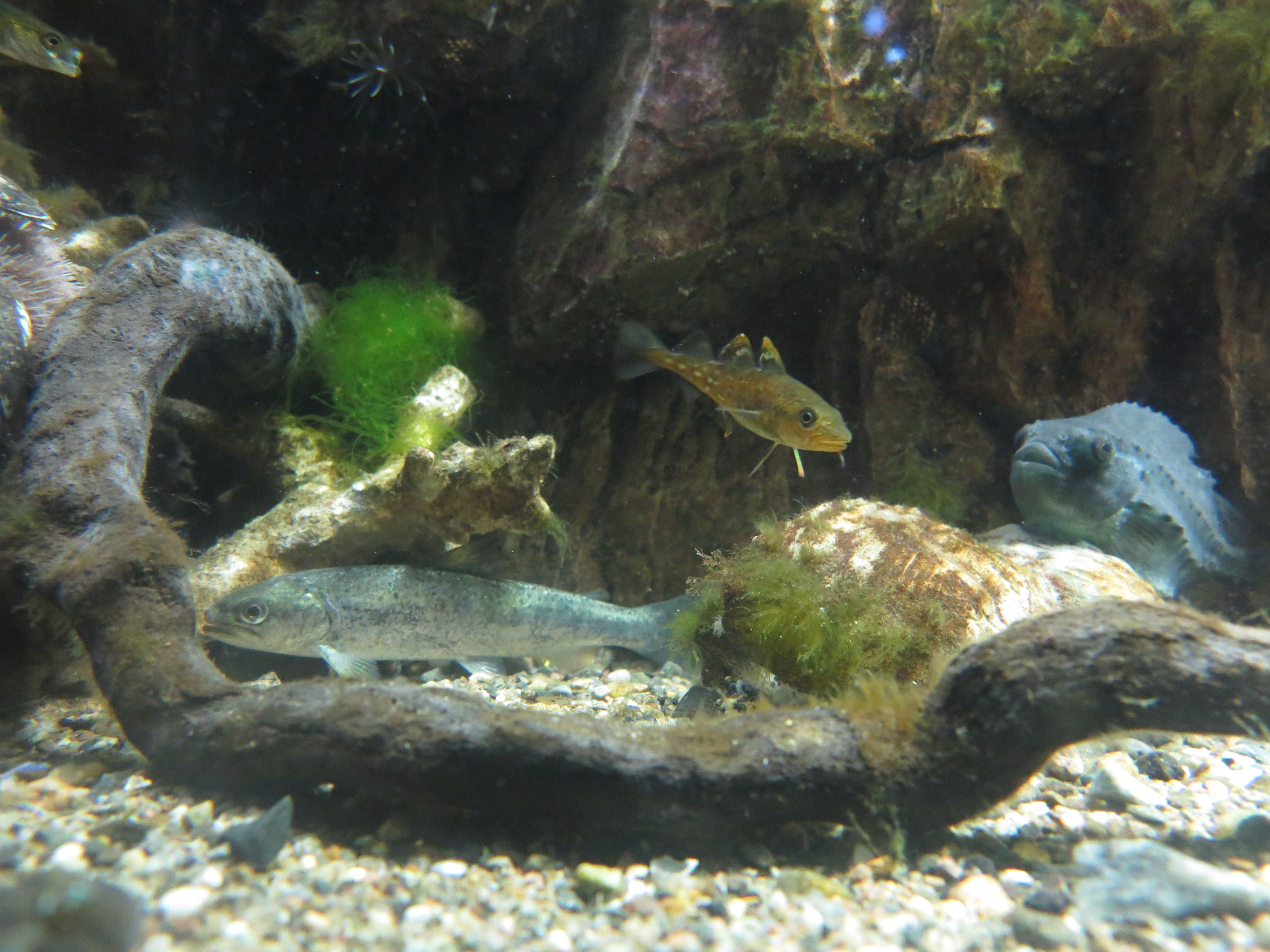 Fisk Drøbak Akvarium