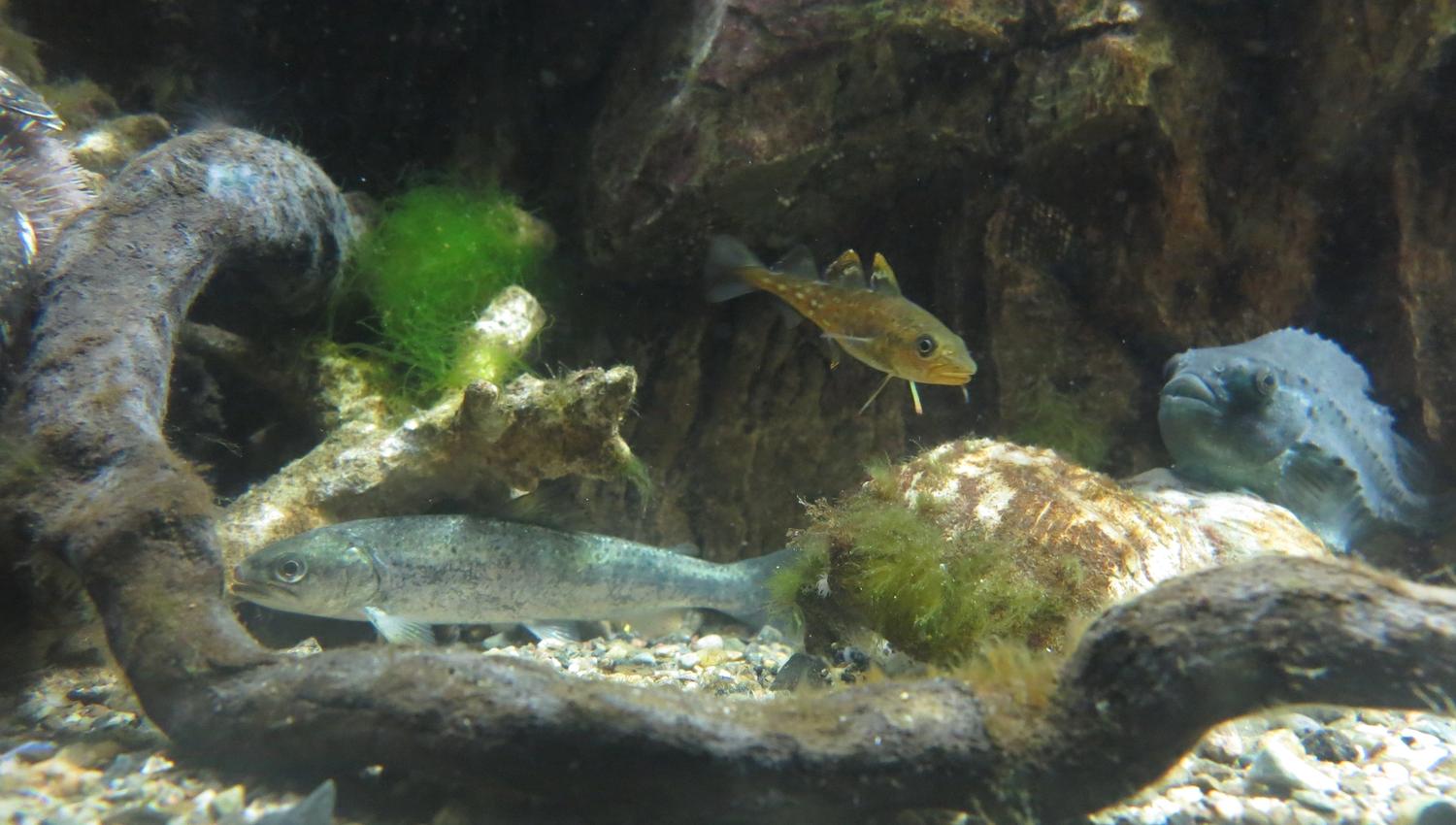 Fisk Drøbak Akvarium