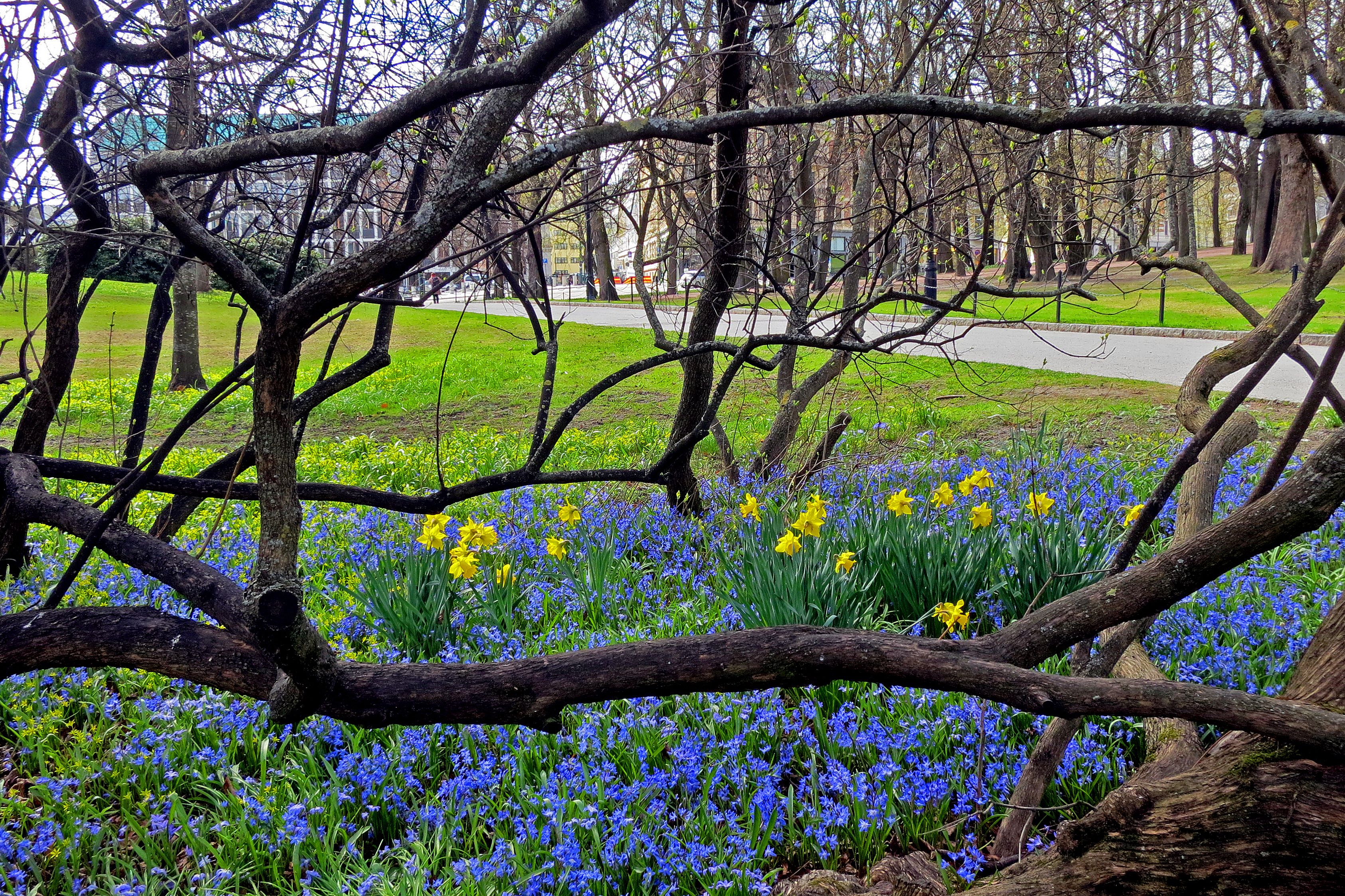 vårblomstring i slottsparken