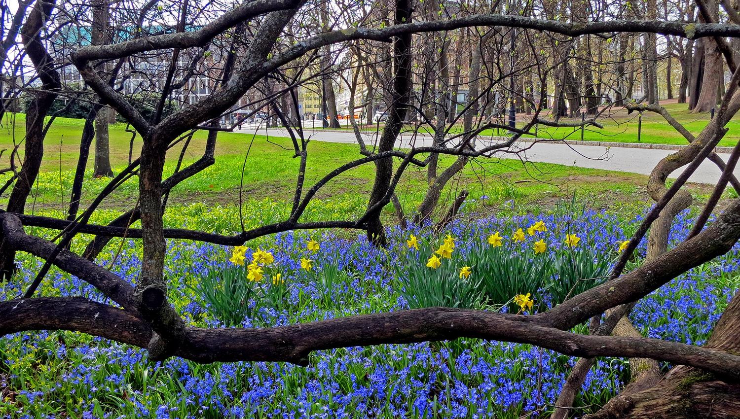 vårblomstring i slottsparken