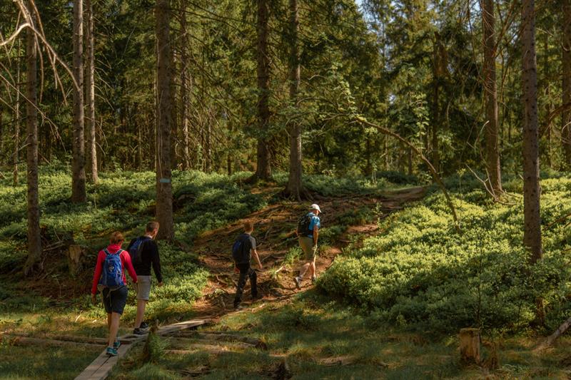 A group walking through the forest