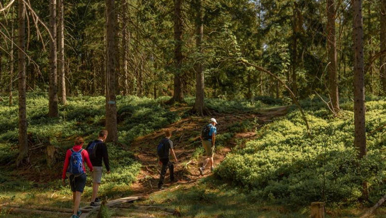 A group walking through the forest