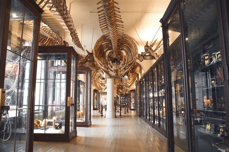 Universitetsmuseet i Bergen
