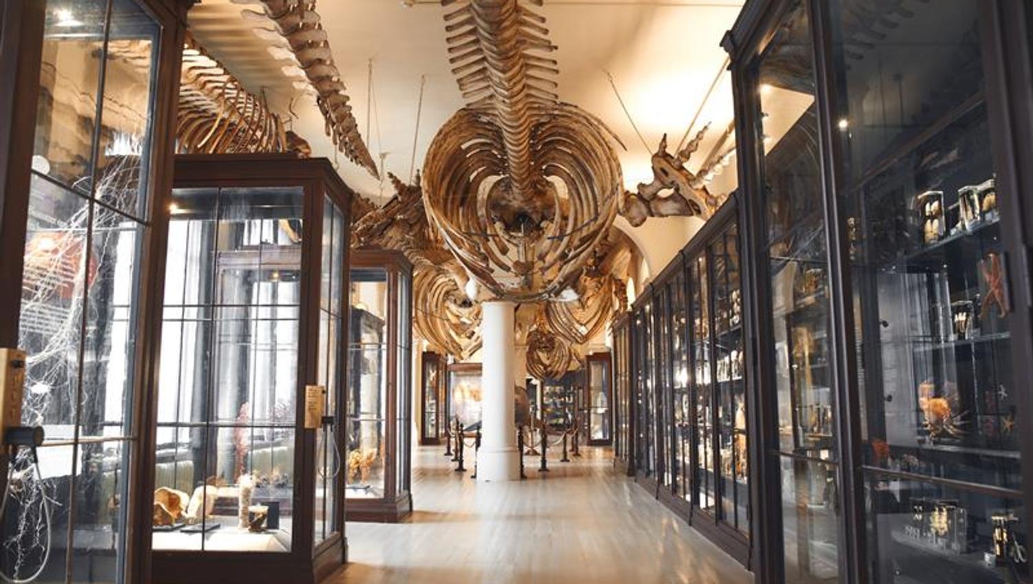 Universitetsmuseet i Bergen